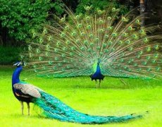 南川首屆國際百鳥展4月29日盛大開幕